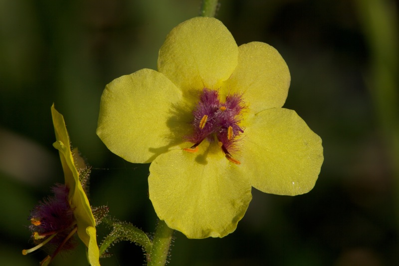 Verbascum blattaria